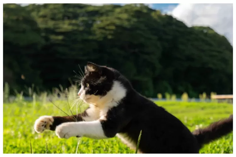 Unique and Strange Events in the World: Get to Know Tashirojima Cat Island in Japan, a Heaven Filled with Thousands of Cats!